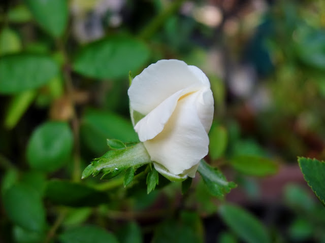   The exotic of white Rose flower