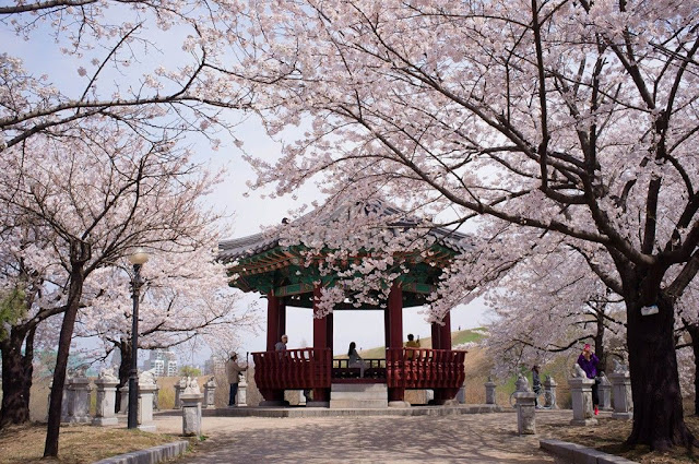 5 best places to admire cherry blossoms in South Korea