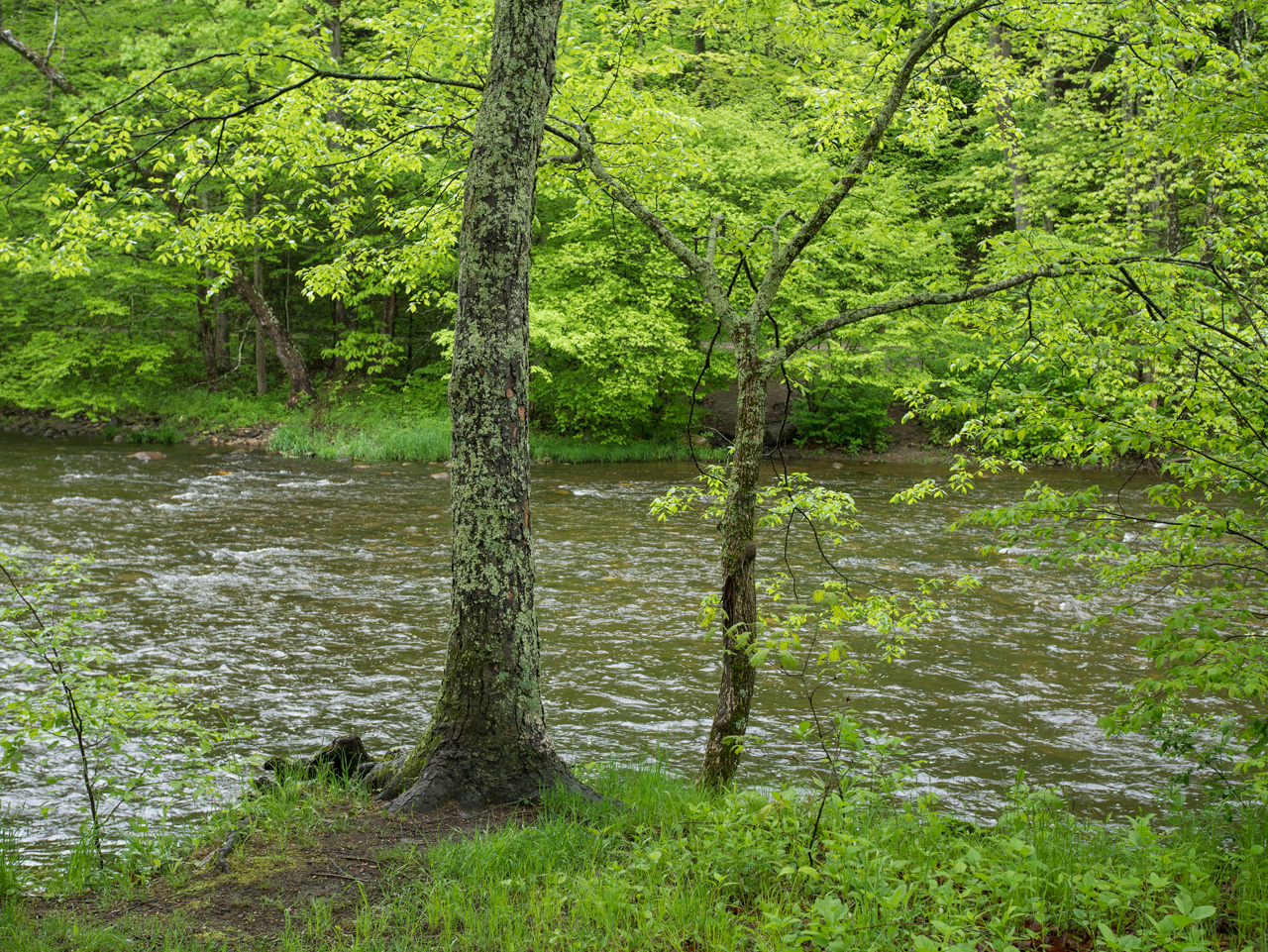 Working Pictures Spring Color, Steep Rock Preserve, II