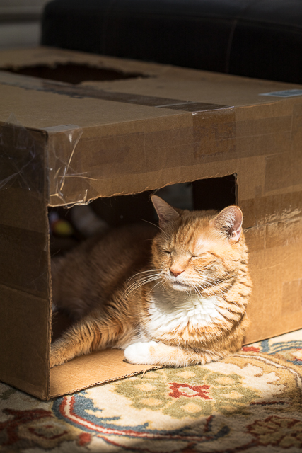 Meow Monday - pictures of cute cats to start off your week! Meow Monday - pictures of cute cats to start off your week!