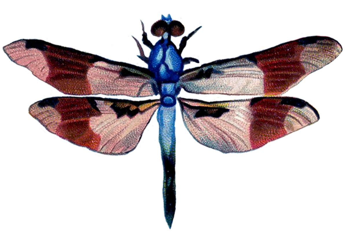 vintage insect clipart - photo #42