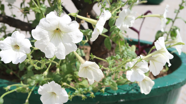 beautiful-flower-wallpaper beautiful-flower-wallpaper