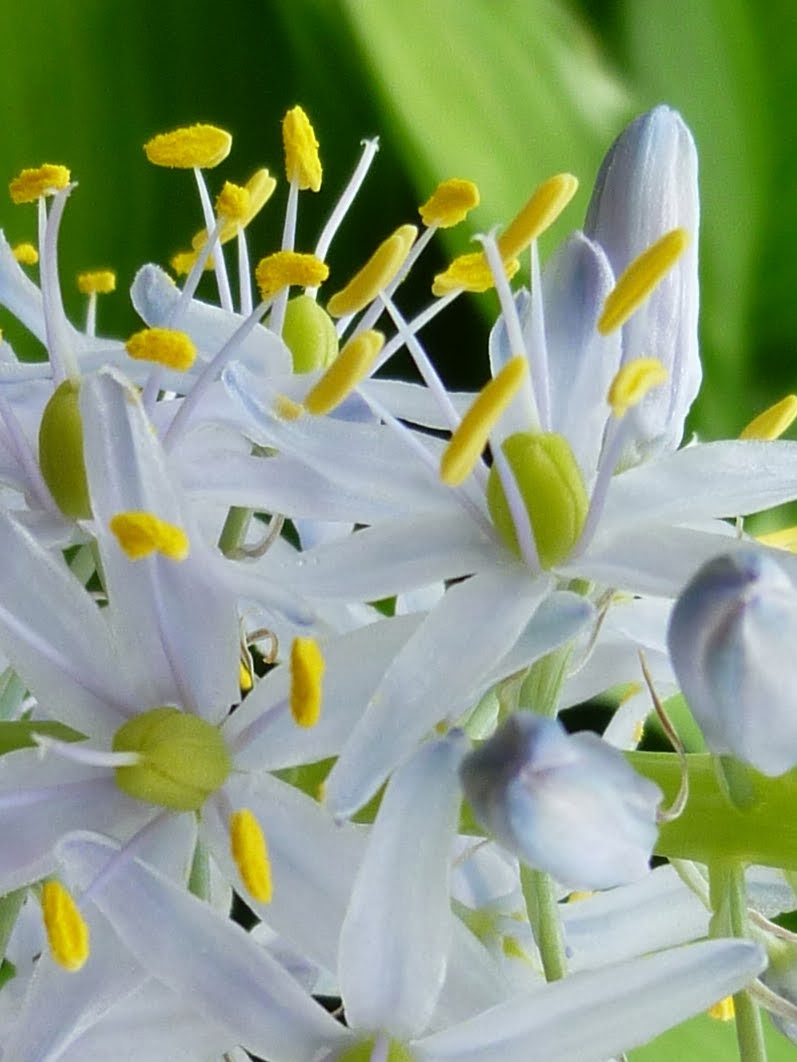 Native hyacinth, Camassia scilloides