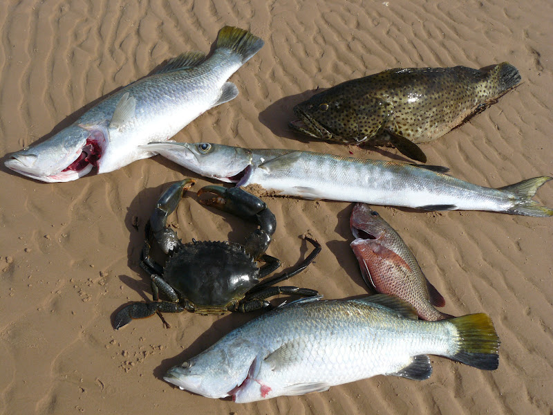 Billy's Blog Billy's Camp No.17, King Ash Bay, NT. Gulf of Carpentaria.