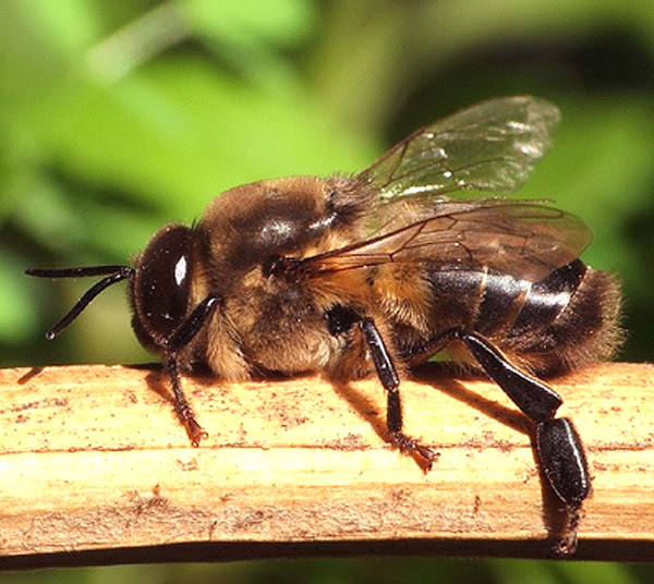 apis indica, indian bee, indian bee species, honey bee species