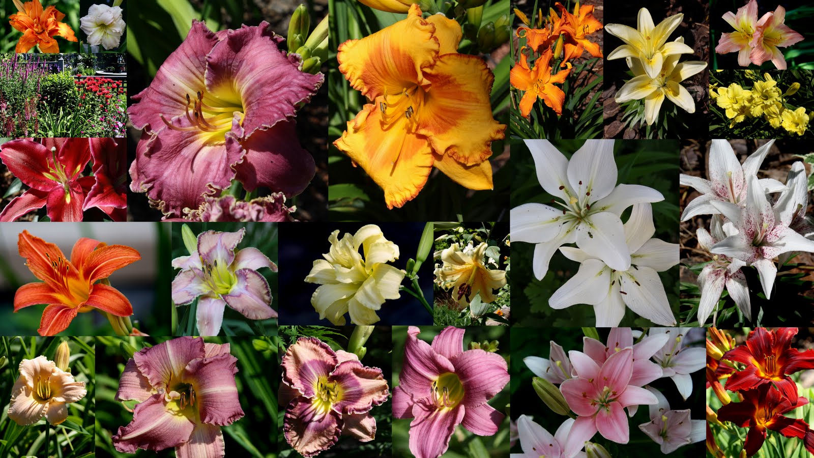 Beth's Blog Lots of Lilies Pittsford Garden Tour