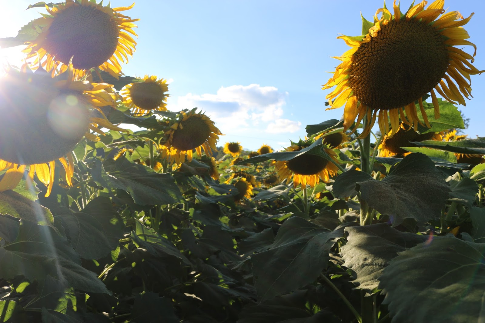 Stella May I know where are the sunflower fields? Stella May I