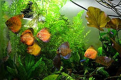 Disco Symphysodon Disco Symphysodon
