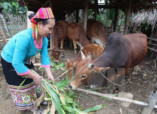 Vietnam promotes sustainable poverty reduction in ethnic minorities