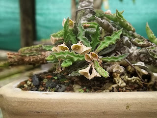 Wrinkled Leaf Spurge Fowls foot Decary's Spurge