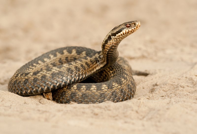 PrayingMantisWorld: Ve... Viper Snake Head