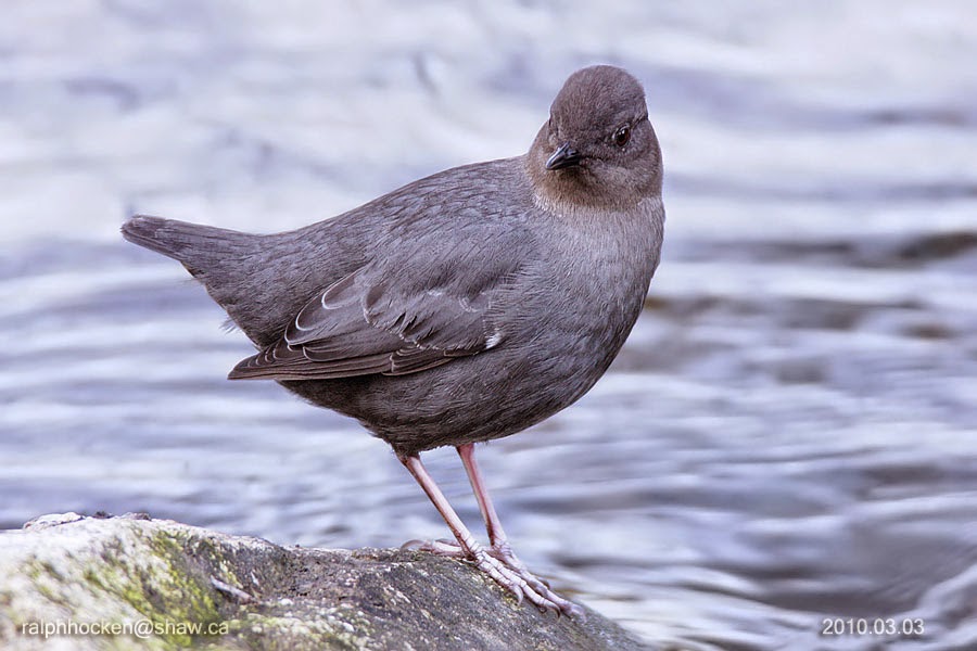 The Backyard Wildbird and Nature Store Nanaimo bird report, January 25