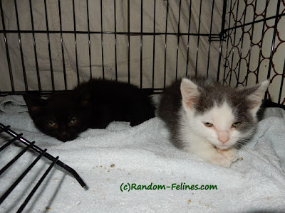 foster kittens, Barley, Hops, black kitten, gray and white kitten