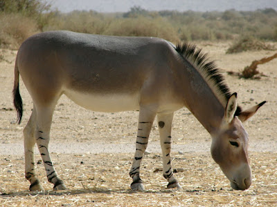 Klasifikasi Equus asinus