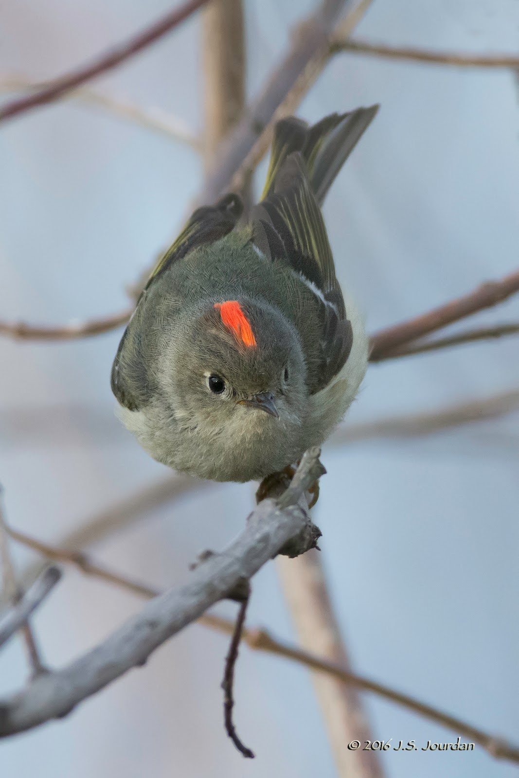 Prelude to The Biggest Week in American Birding 30 Apr 2016