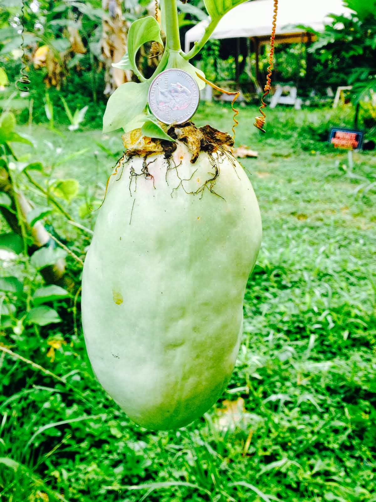 Blogging Banana Joe's Fruit Stand Kauai Giant Passionfruit