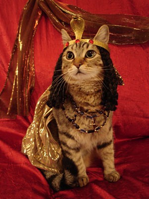 - jeg elsker katte - Blog: Egyptisk katte gudinde
