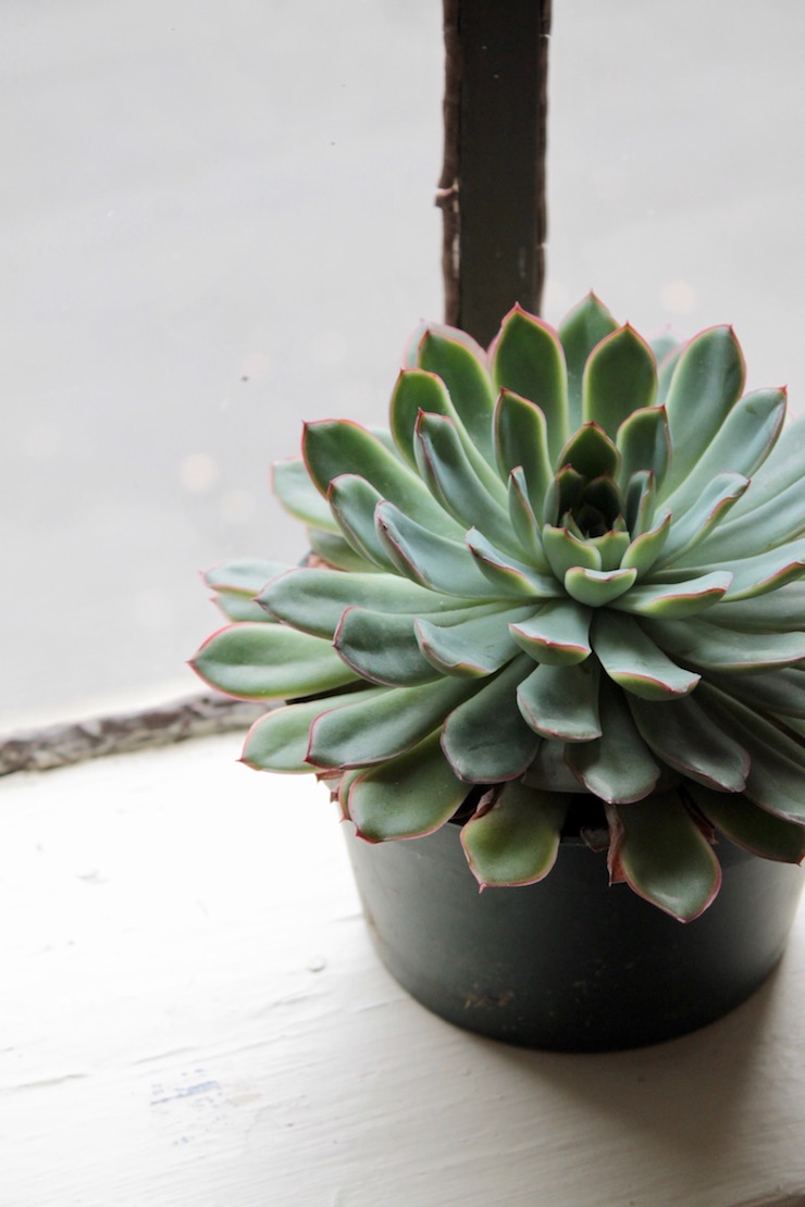 Dorm room plants, easy succulents to take care of