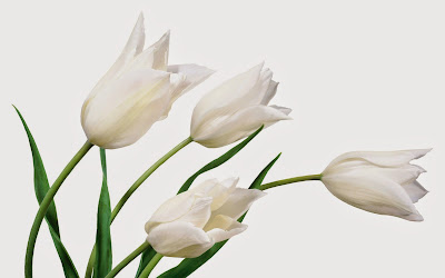 Wallpaper Tulip Putih Wallpaper Tulip Putih