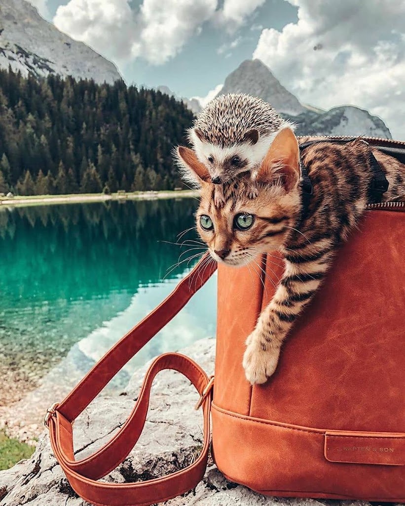 KEDİLERLE İLGİLİ ŞIŞIRACAĞINIZ BİLGİLER )