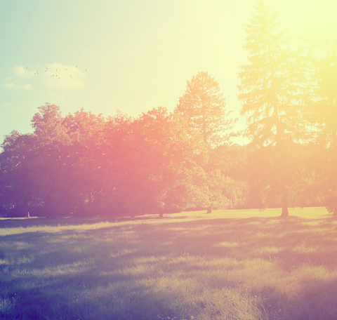   伊迪絲．皮爾斯