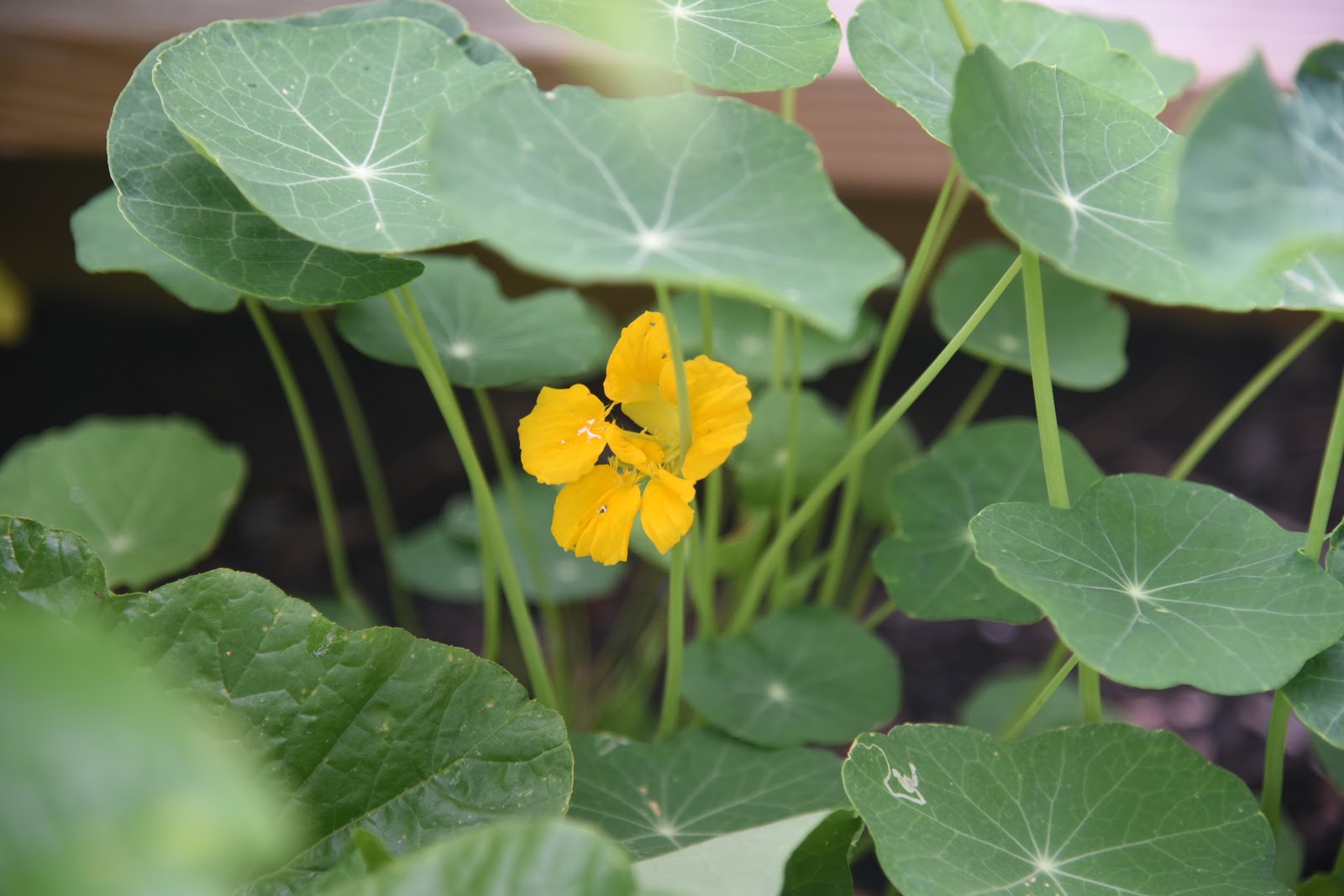 Creating a Foodie an honesttogoodness kitchen experience The