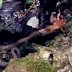 This tough frog makes the snake to spew up his slippery body.