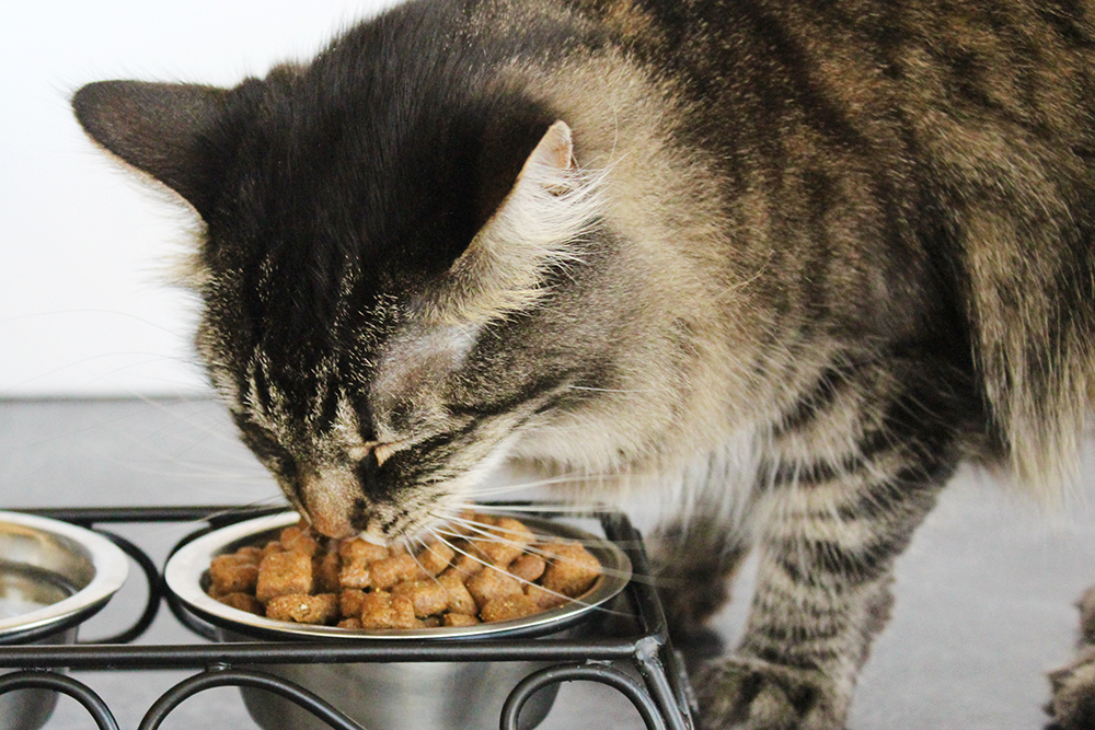 tender vittles cat food replacement Velda Blythe