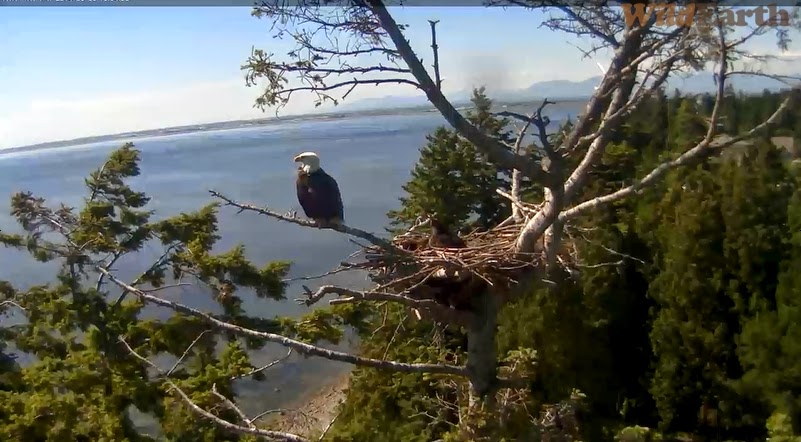 Eagles and Nature with chris7: Berry College Fledgling Day 104, Nest