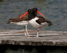 Have you seen a banded American Oystercatcher?