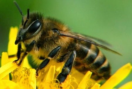 Arıları nasıl uzaklaştırırız?