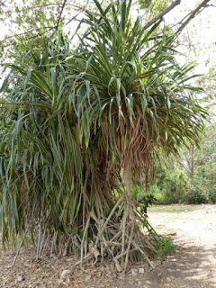 Palmiers et plantes ressemblantes du Panama Palmiers et plantes ressemblantes du Panama