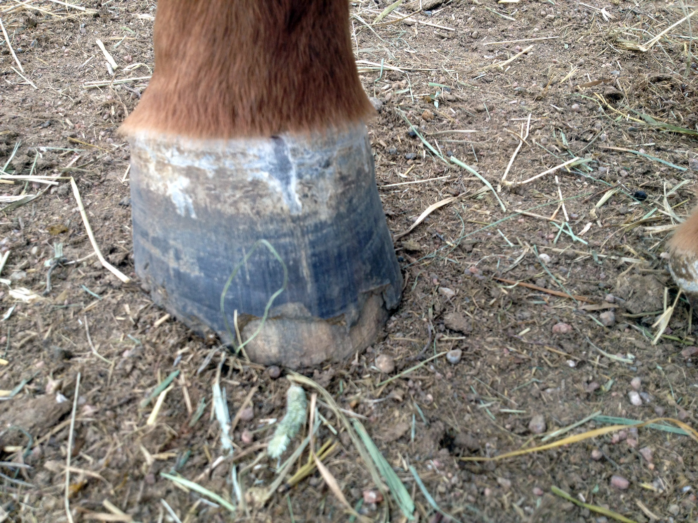 Bit of Honey Training No Hoof, No Horse!