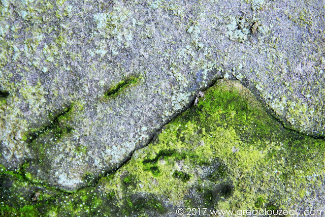 Estampe japonaise naturelle en grès et lichens de Fontainebleau Estampe japonaise naturelle en grès et lichens de Fontainebleau