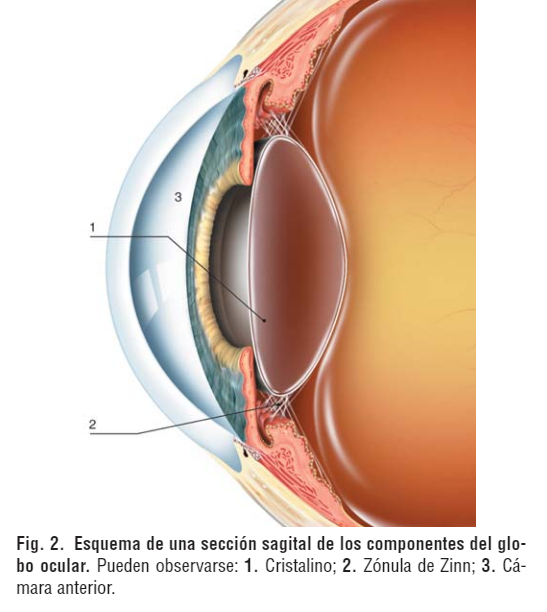 CRISTALINO FISIOLOGÍA Y BIOQUÍMICA OCULAR CRISTALINO FISIOLOGÍA Y BIOQUÍMICA OCULAR