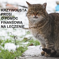 koty do adopcji Wroclaw