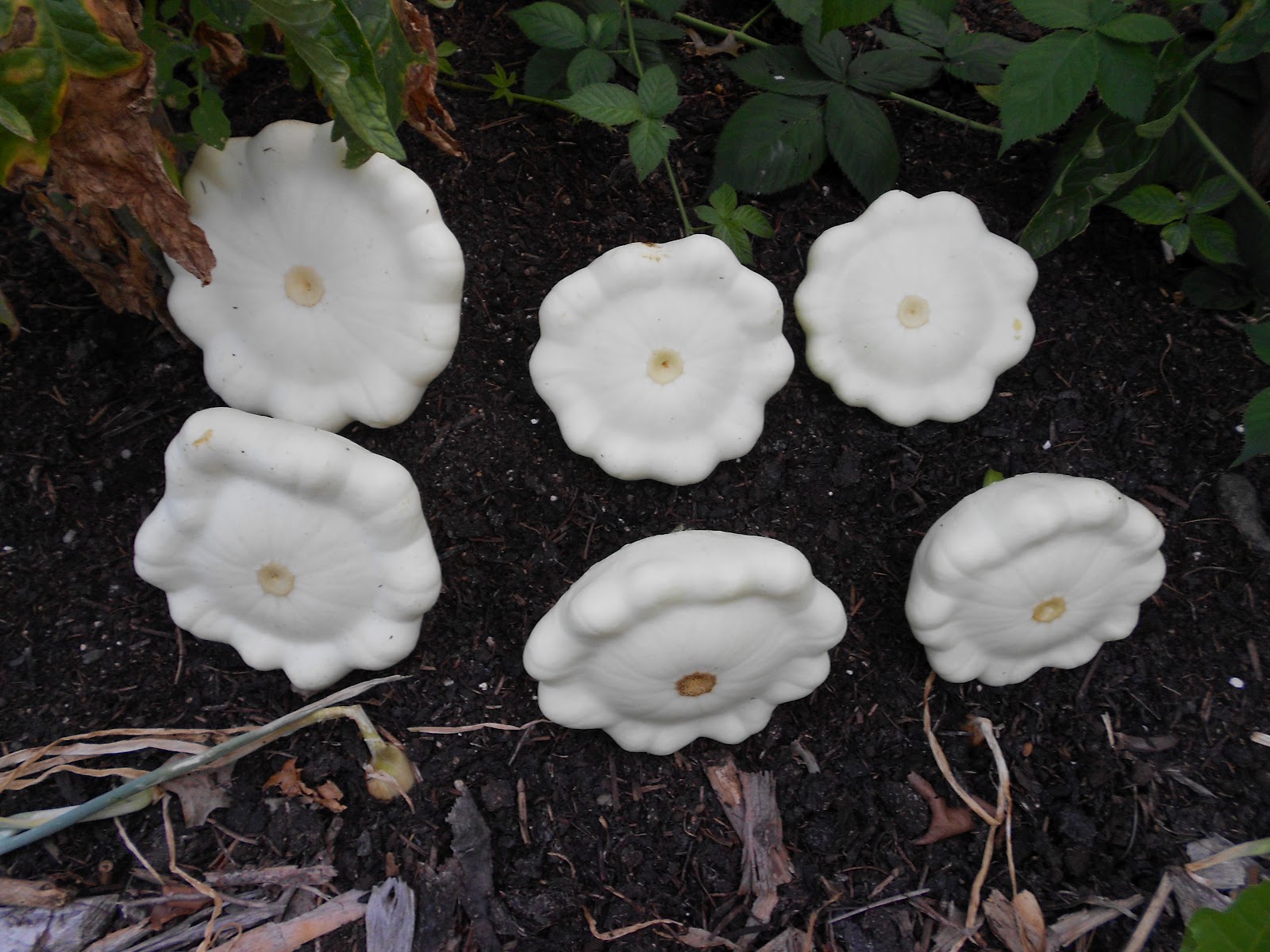 росток патиссона. патиссон шартрез f1. патиссоны полосатые. рассада патиссонов. патиссон ботва.