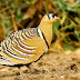 Painted Sandgrouse