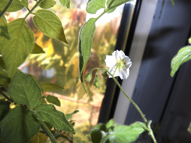 Pepino Lloron (Solanum caripense)