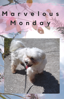 Marvelous Monday 09/11/17 Marvelous Monday, TBR, currently reading, On My Kindle Book Reviews