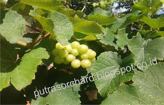 Jenis Anggur Vinifera Dan Labrusca Kebunpedia
