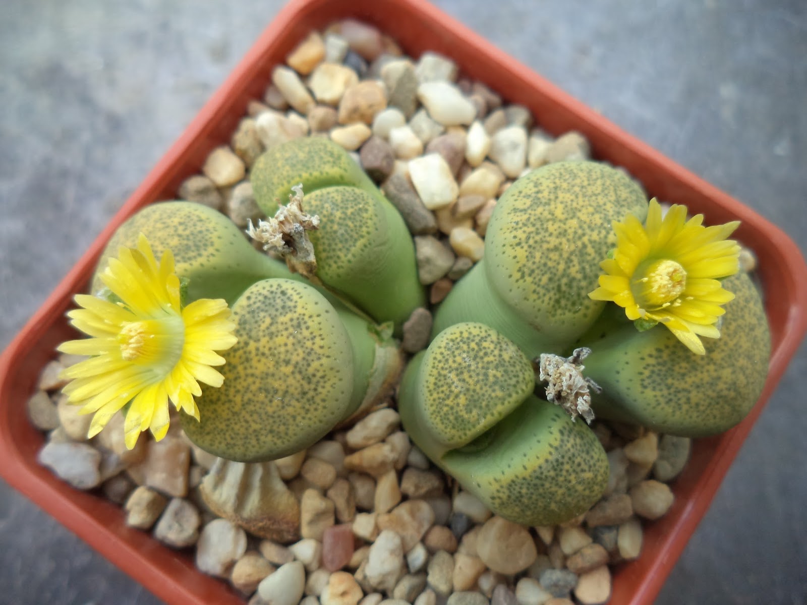 литопсы. литопс псевдотрункателла. литопсы полив. литопс аргиродерма. литопс olivacea.