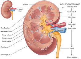 Pharma Drugs Acting On Kidney Diuretics