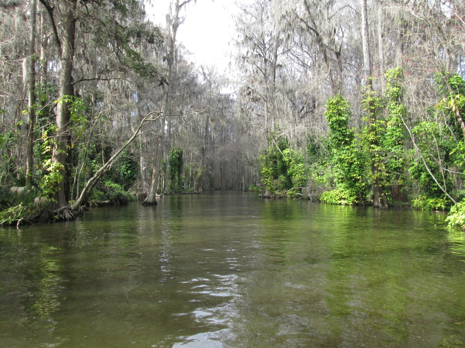 Central Florida Kayak Tours Kayaking the Dora Canal