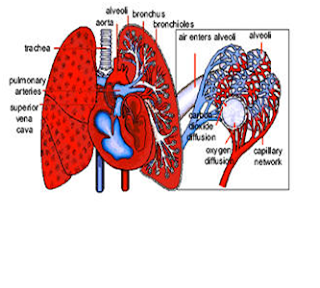 Bio 6 XI IPA RSBI 2 Sistem Respirasi
