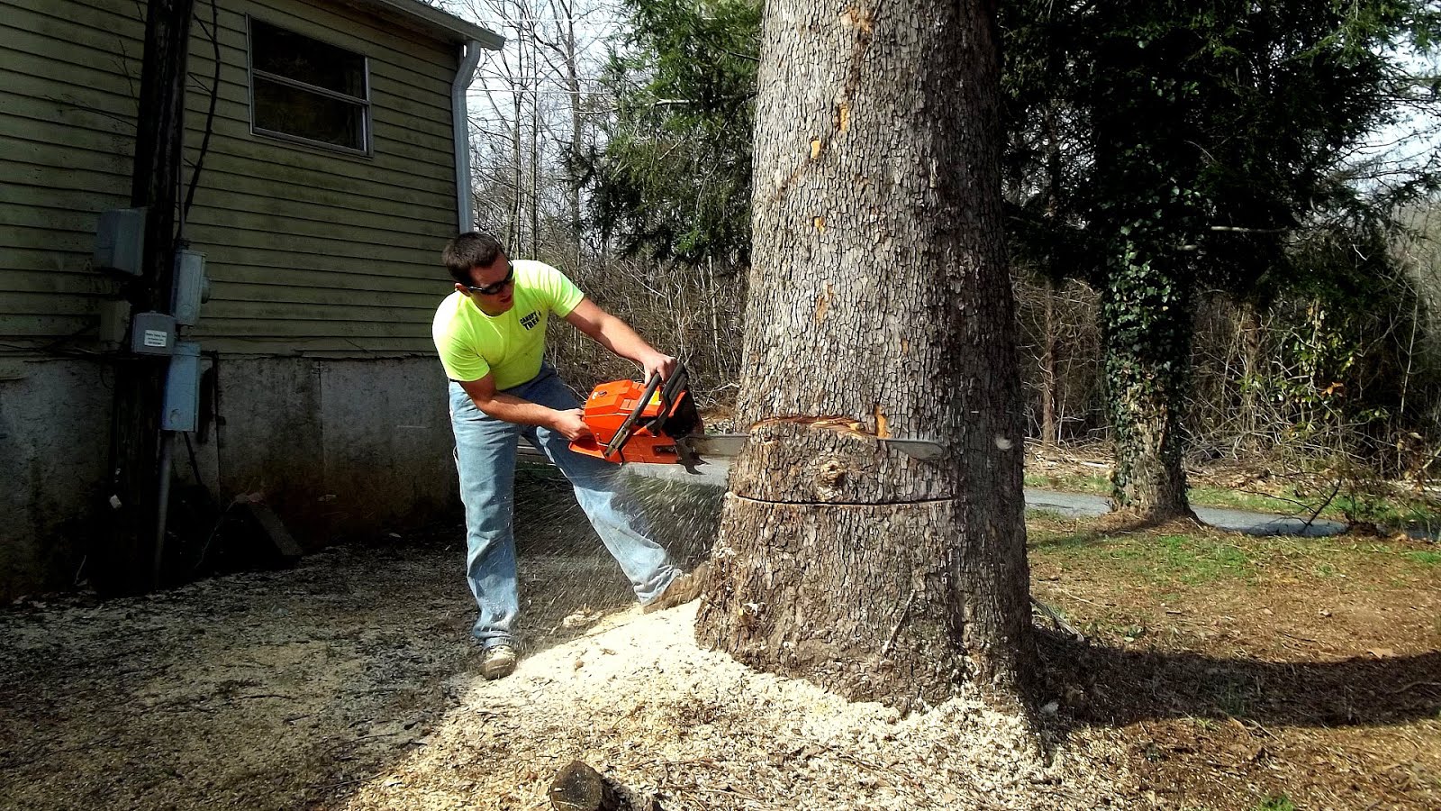 Davey Tree Expert Company Tree Choices