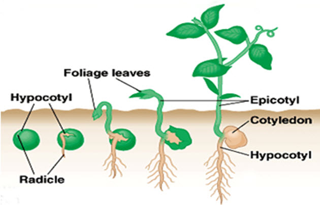 Pertumbuhan awal tumbuhan berbiji dimulai dari biji Perkecambahan Epigeal dan Hipogeal