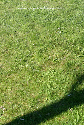 Ein Schweizer Garten: Vertikutiert ihr noch, oder düngt ihr schon?