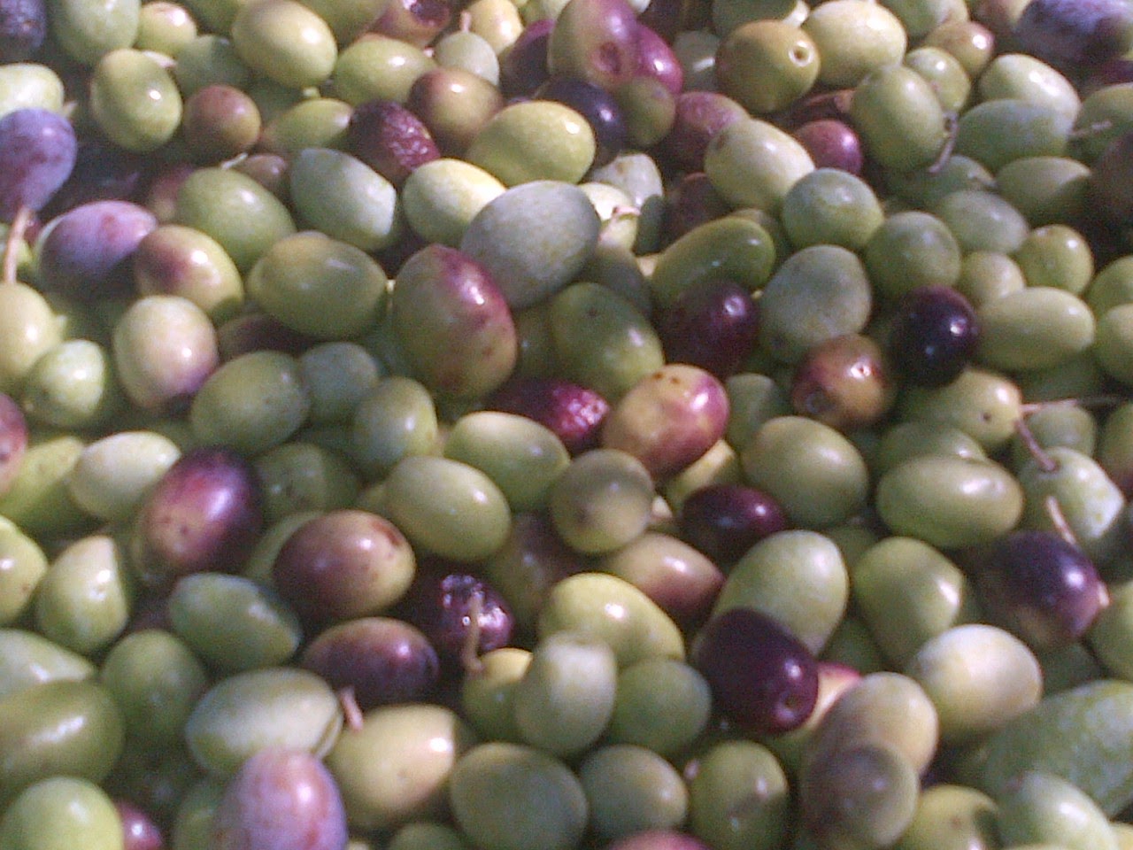 Story of an African Farm Olive harvesting