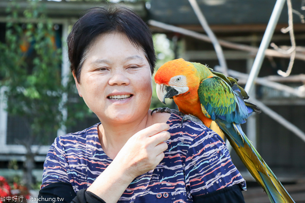 台中新社櫻花鳥森林5千棵蜀葵花、小火車、露營區,平日免費入園 台中新社櫻花鳥森林5千棵蜀葵花、小火車、露營區,平日免費入園